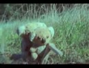 The Ditty Bops - Come On Colum ( Music Video )