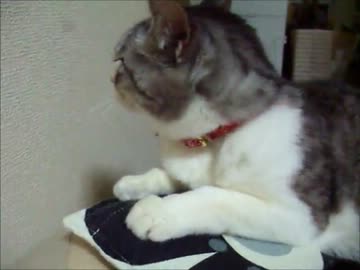 初めまして！