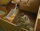 うちのこねこ58：ハンモックつけました