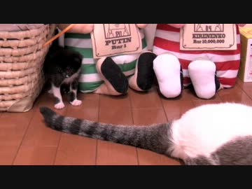 くるねこ大和　20120528　あん胡