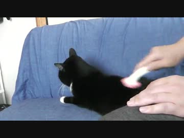 久しぶりにお風呂に入れられる準備をされる猫