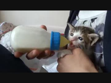 こねこ拾ってきた　２