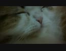 アンバー通信Vol.0067　口をぱみゅぱみゅする猫