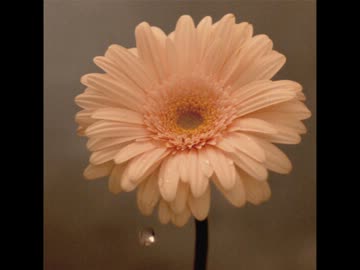 花は咲く　歌ってみた