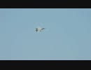 2012 美保基地航空祭 F-15J.mov