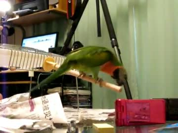 ダルマインコのだるちゃんのシーソー遊び