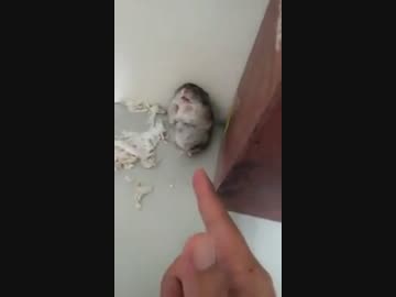 指鉄砲で倒れるハムスター　(　´･ω･)σ ﾀｰﾝ－－－ (・・＾)～