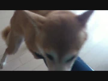 愛犬の毎日の日課