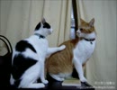 【夜な夜な猫集会】どうしても茶太郎の顔面に猫パンチしたい白小