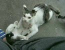 猫の調教