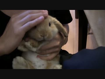 モコ日記６