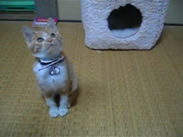 子猫のときのバロン　その１
