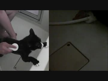 久しぶりにお風呂に入れられる猫【前編】