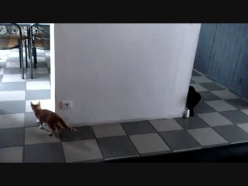 子猫のかくれんぼが可愛い