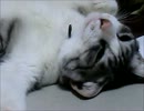 ☆ねこチーム☆すばる　ｚｚｚｚｚ　20120530.