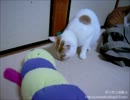【夜な夜な猫集会】ふわふわを咥えると踊ってしまう小茶郎