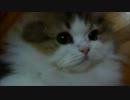 アンバー通信Vol.0068　世界一かわいい猫型モップ！
