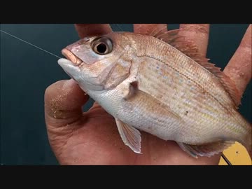 広島は大黒神島で黒鯛だよー