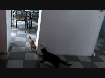 ぬこの鬼ごっこ