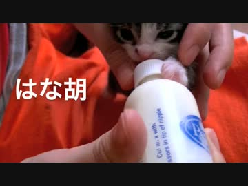 くるねこ大和　20120531　ミニッ胡