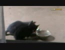 裏庭に子猫が来た