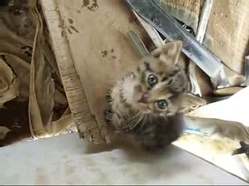 【ぬこ】捨て猫（トラ4匹）保護しました
