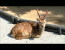 ダルそうな鹿1