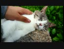 六甲山の猫をなでなでしてきた