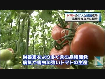 トマトの「全遺伝情報」、初めて解読成功