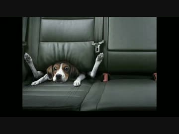 おもしろ画像集5生き物編