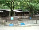 愛媛県　とべ動物園のひつじ