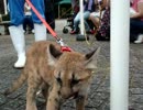 愛媛県　とべ動物園　ピューマの赤ちゃん