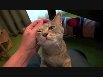 モアレとクリエ 「揺れた後のネコ」