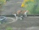 近所のノラ猫同士の軽やかなスキンシップ