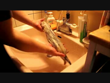 フェレットを洗ってみた そのｍ９( ´∀｀)