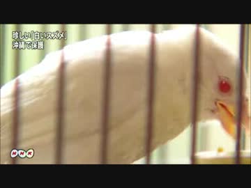 “白いスズメ”を保護