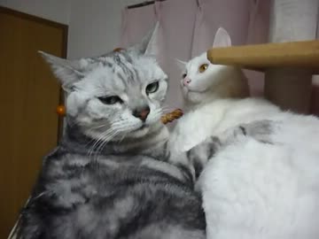 白猫の時が止まっていました