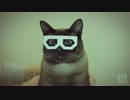 ネコがダブステップに合わせて踊る動画ｗ　BEST DUBSTEP CAT!