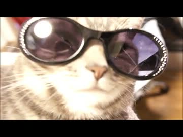 ツンギレのうちの猫のサングラス
