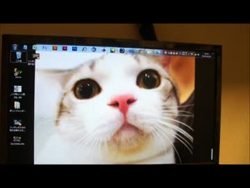 ツンギレのうちの猫はしっぽで作業を妨害する