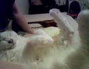 甘えん坊ターキッシュバン猫 こたのブラッシング