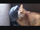 ペロペロ動画