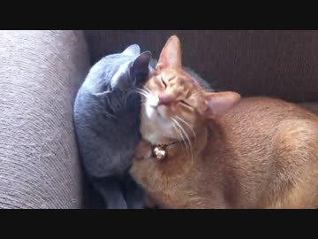 ペロペロ動画