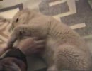 かゆい所をかいてるつもり