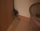 出入りする猫ちゃん。