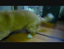 必死な犬