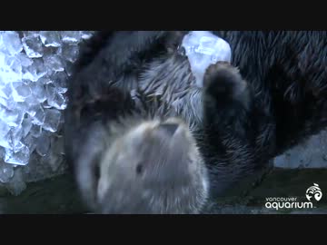氷をもらったラッコがかわいい