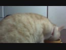 TEN　2012/3/27　猫＆金魚 1/3　in ニコ生