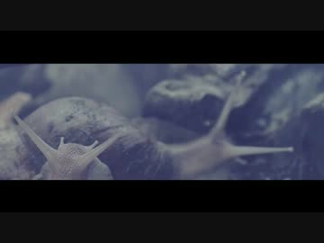 【Poliça】 - Amongster 2012