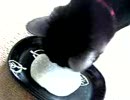 甘酒舐めるネコ